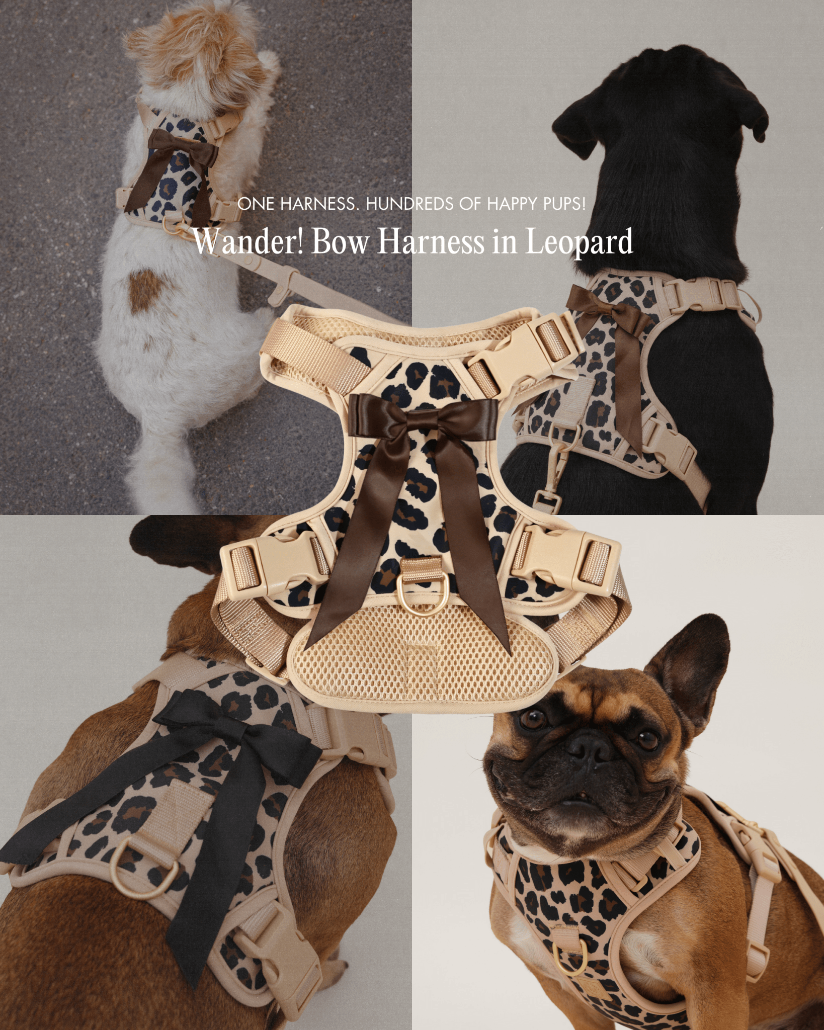 Wander! Bow Harness 2.0 - Leopard